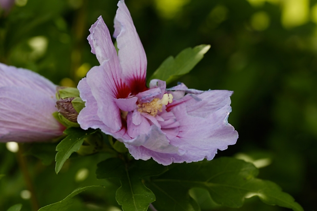 Jardin des Impressionnistes-136